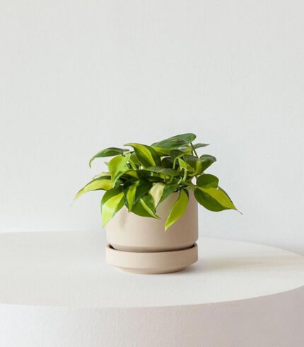 Philodendron Brasil - Image 2