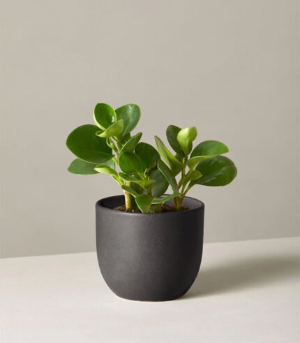 Peperomia Obtusifolia - Image 3